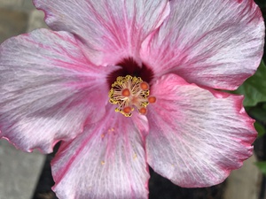 Hibiscus