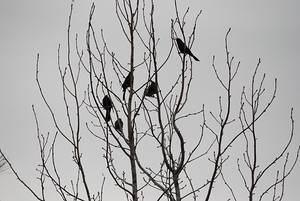 Silhouette Birds in a Tree I