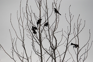 Silhouette Birds in a Tree