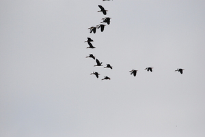 Wild Geese Flying