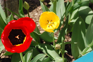 Yellow and Red Tulip Flower