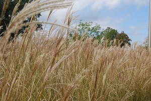 Silver Grass