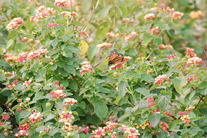 Monarch Butterfly & Lantanas