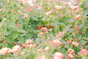 Monarch Butterfly & Lantanas III