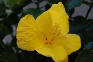 Yellow Hibiscus 