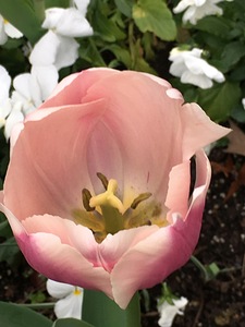 Tulip