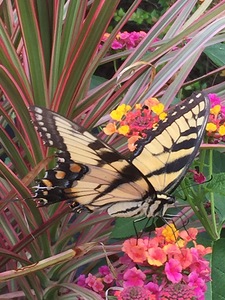 Eastern Tiger Swallowtail