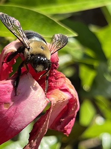 Bumble Bee