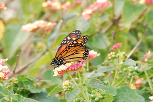 Monarch Butterfly & Lantanas I