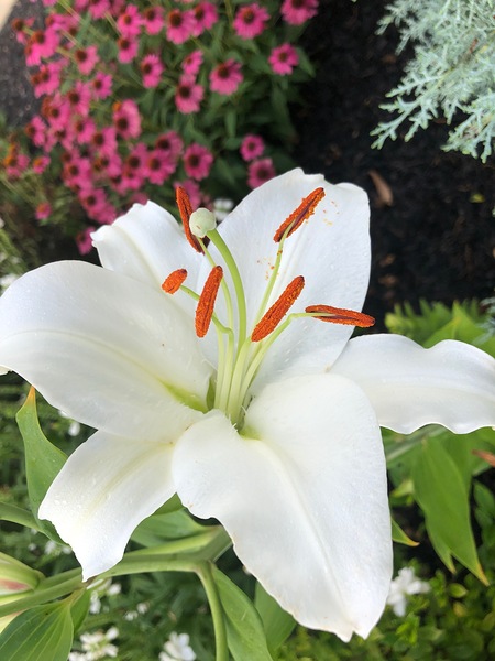 White Lily  by WRR
