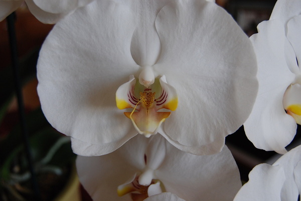 White Orchid by WRR