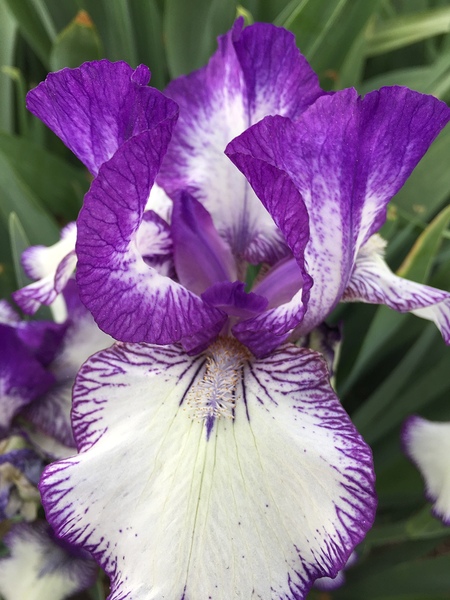 Puple Bearded Iris by WRR