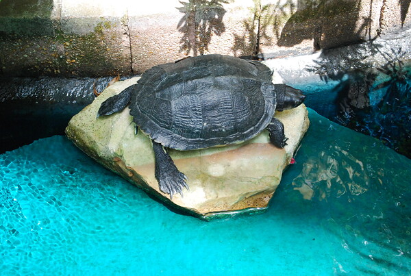 Black Marsh Turtle by WRR