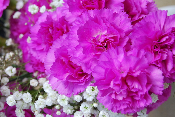 The Pink Carnation by WRR