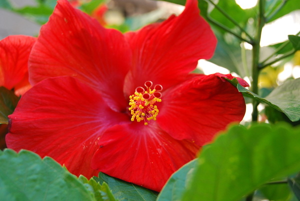 Red Hibiscus by WRR