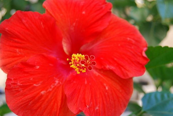  Red Hibiscus I by WRR