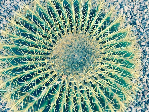 Golden Barrel Cactus by WRR