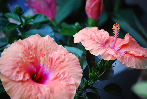 Salmon Hibiscus by WRR