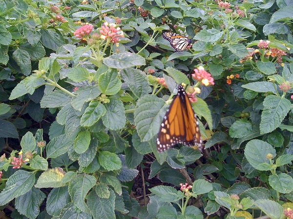 Monarch Butterfly I by WRR