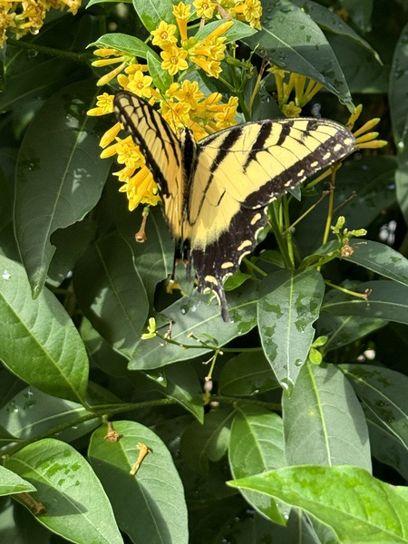 Eastern Tiger Swallowtail Butterfly by WRR