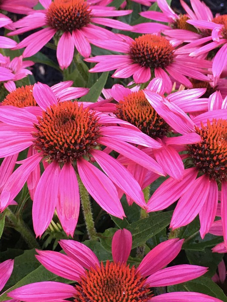 Echinacea Coneflower Print