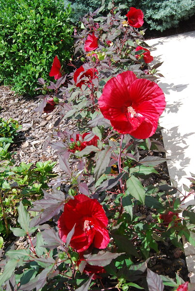 Hibiscus Acetosella by WRR