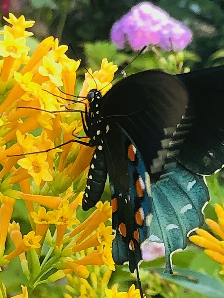 A Black Swallow Tail Butterfly Enjoing a Cestrum by WRR