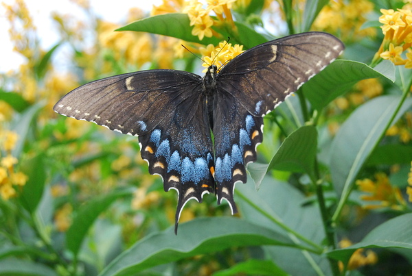 Black Swallowtail Butterfly I by WRR