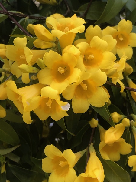 Yellow Jassamine by WRR