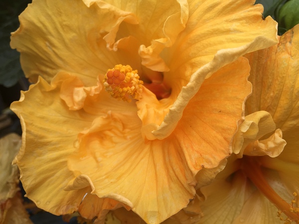 Golden Yellow Hibiscus Print