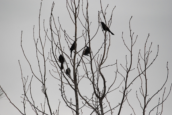 Silhouette Birds in a Tree I by WRR