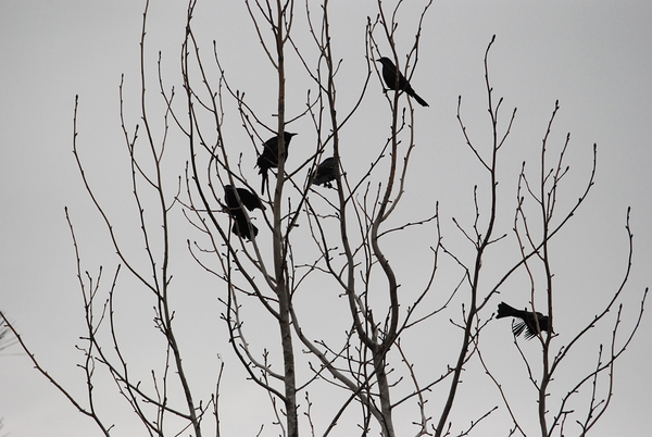 Silhouette Birds in a Tree by WRR
