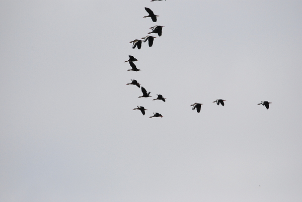 Wild Geese Flying by WRR
