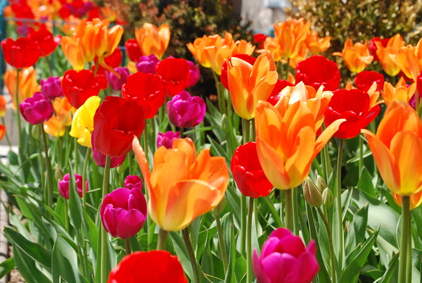Tulips Print