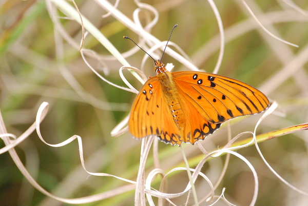 Gulf Fritillary  by WRR
