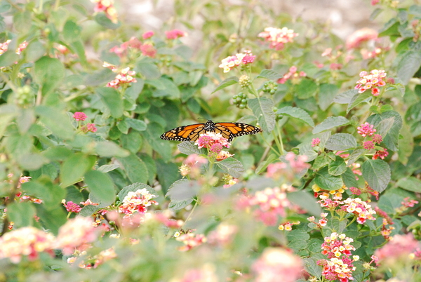 Monarch Butterfly & Lantanas III by WRR