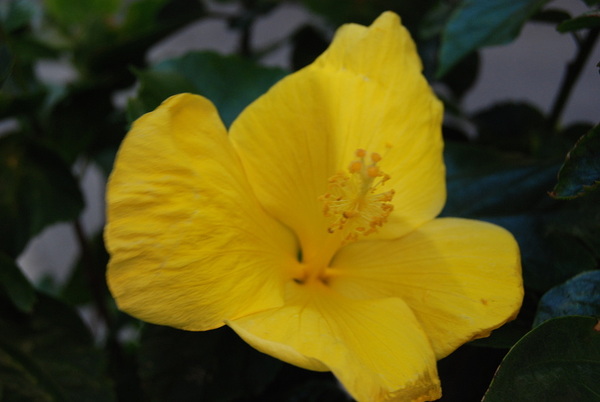 Yellow Hibiscus  by WRR