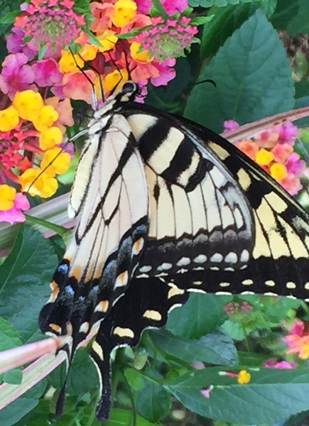 Eastern Tiger Swallowtail by WRR