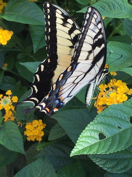 Eastern. Tiger Swallowtail  by WRR