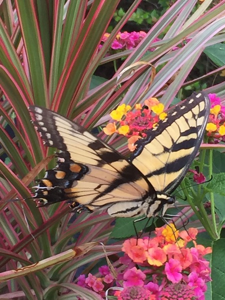Eastern Tiger Swallowtail by WRR
