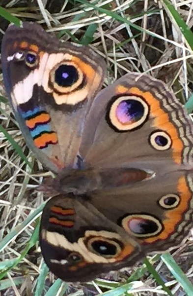 Buckeye Butterfly by WRR
