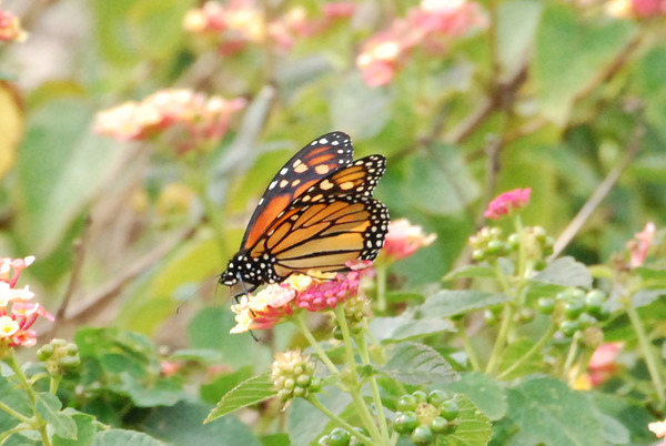 Monarch Butterfly & Lantanas I by WRR