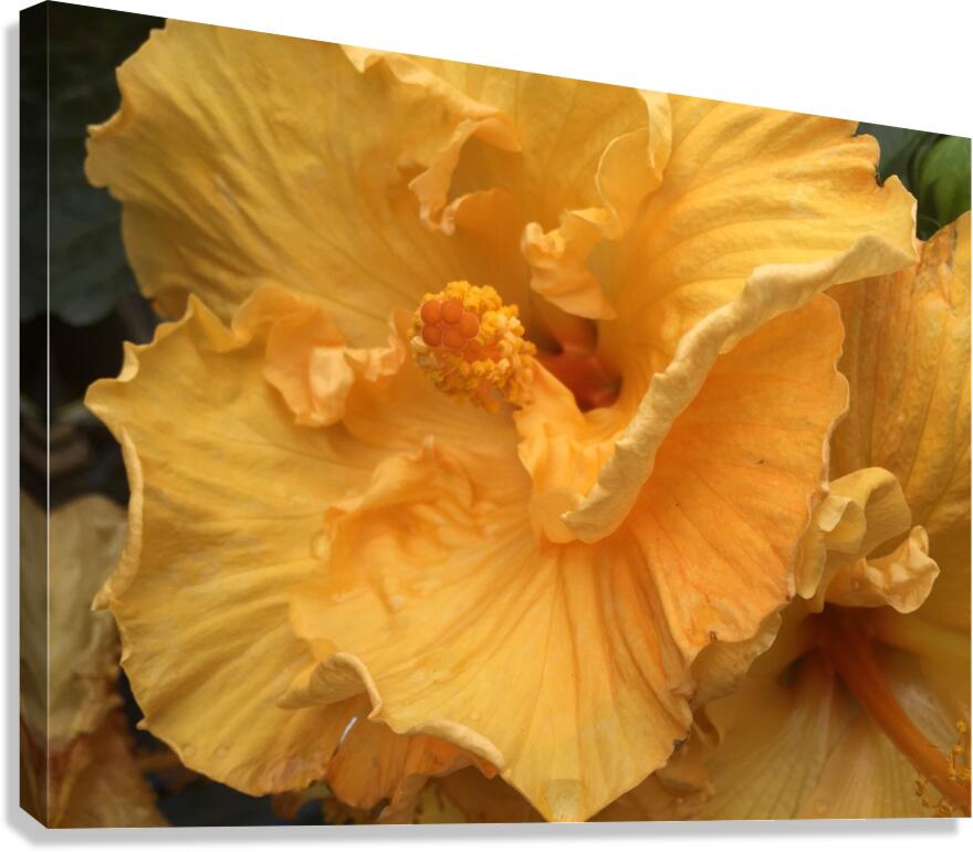 Golden Yellow Hibiscus Canvas Print