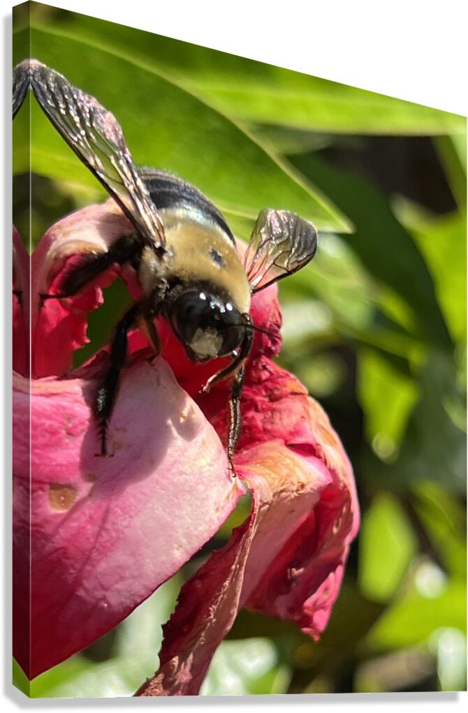 Bumble Bee Canvas Print