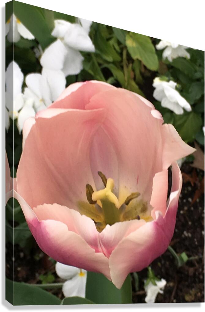 Tulip Canvas Print