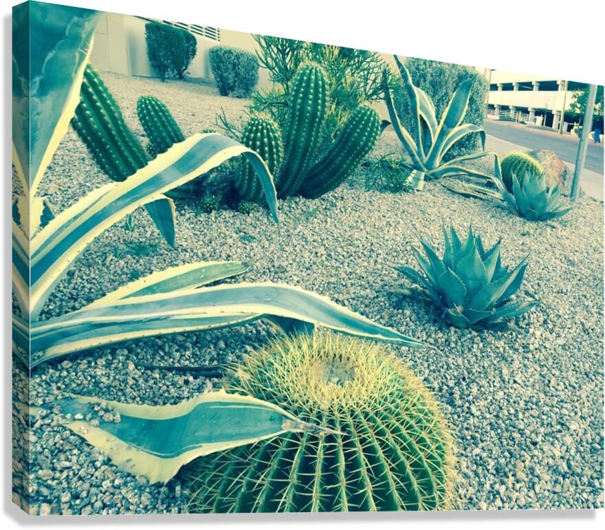 Cactus Party Canvas Print