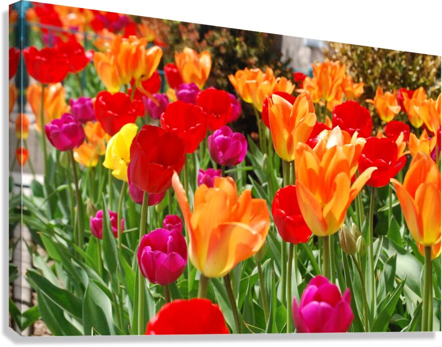 Tulips Canvas Print