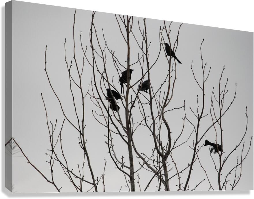 Silhouette Birds in a Tree Canvas Print
