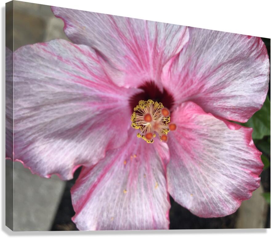Hibiscus Canvas Print