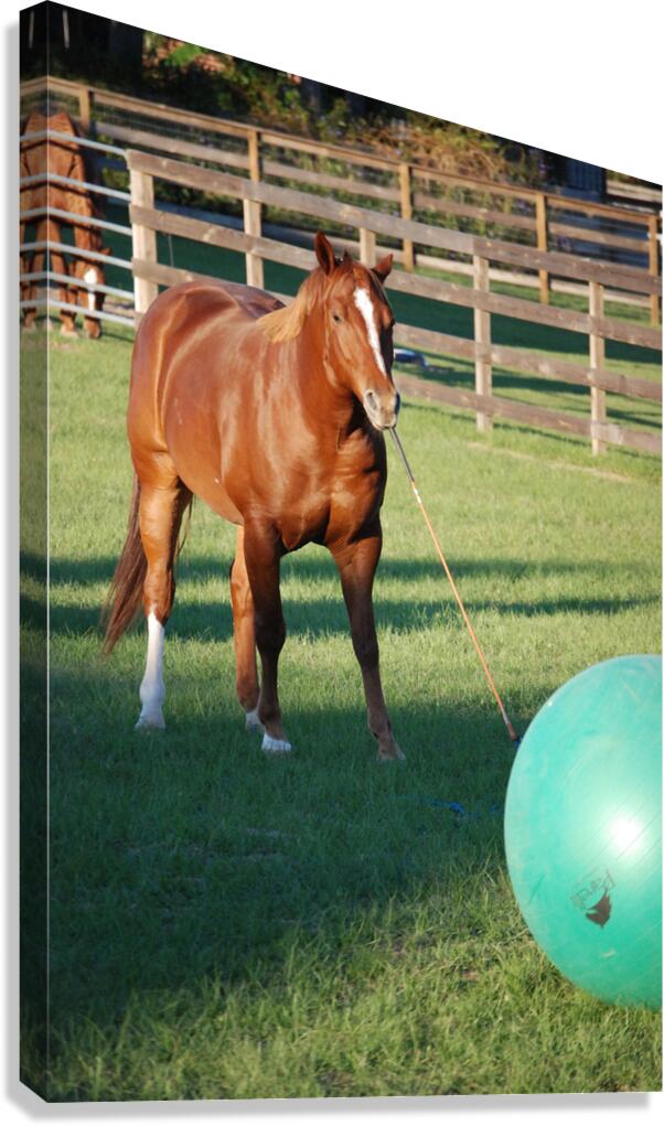 A Horse Canvas Print